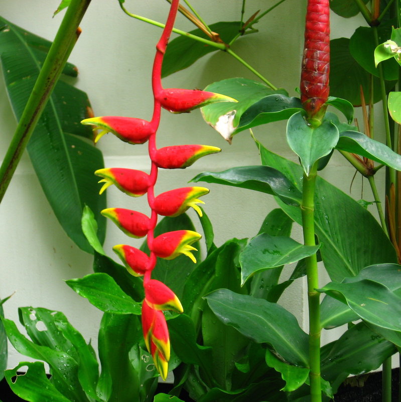 ГЕЛИКОНИЯ - ИРЭН@ .