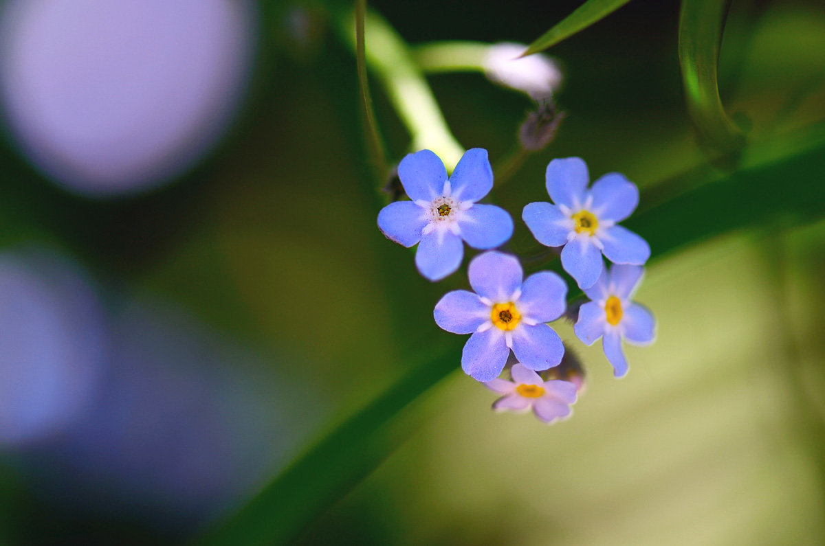 Незабудки - Татьяна Соловьева Незабудки - Татьяна Соловьева