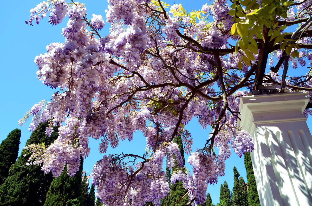 Глициниевый дождь - Ольга Голубева Глициниевый дождь - Ольга Голубева