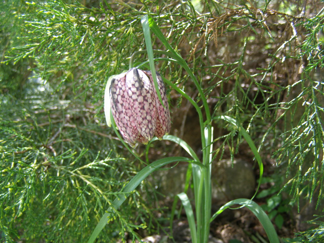 Рябчик - Анна Воробьева Рябчик - Анна Воробьева