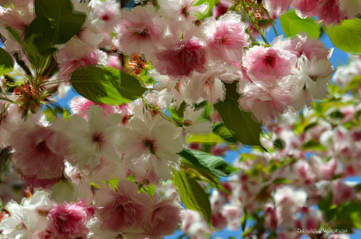 И опять сакура - потому что красивая! - Валентина Данилова И опять сакура - потому что красивая! - Валентина Данилова