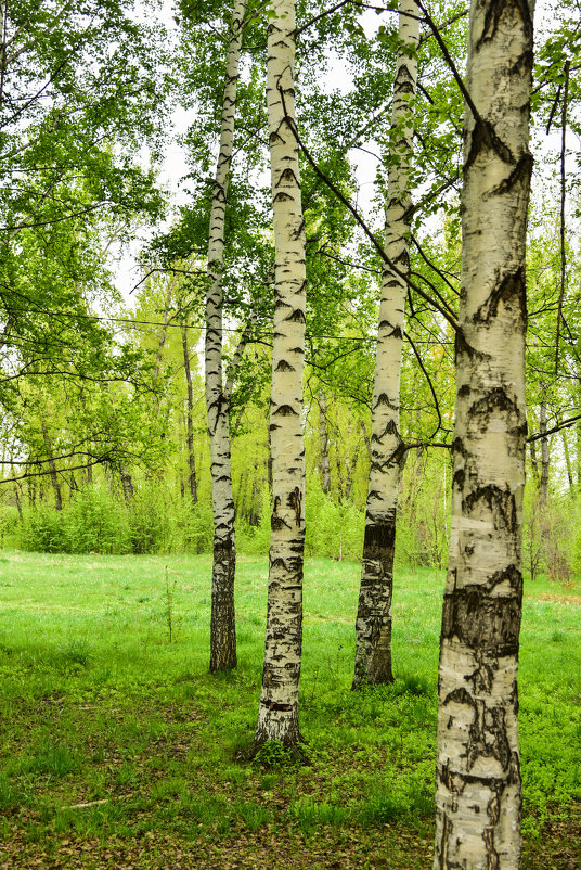 Весенняя нежность. - юрий Амосов
