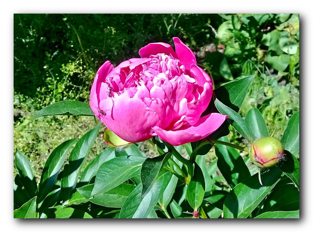 Время пионов. - Чария Зоя Время пионов. - Чария Зоя