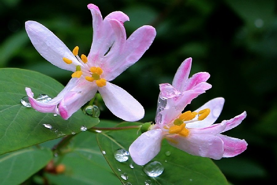 Жимолоть татарская - Надежд@ Шавенкова Жимолоть татарская - Надежд@ Шавенкова