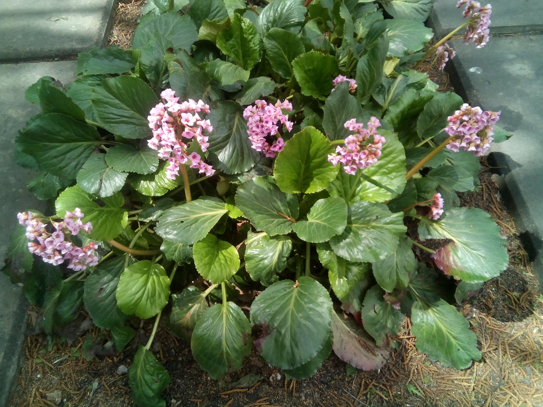 Зацвёл бадан - Вячеслав & Алёна Макаренины