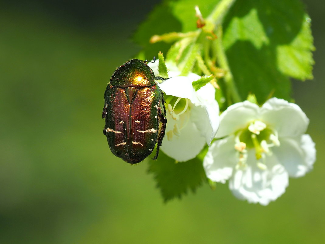 Бронзовка золотистая - wea * Бронзовка золотистая - wea *