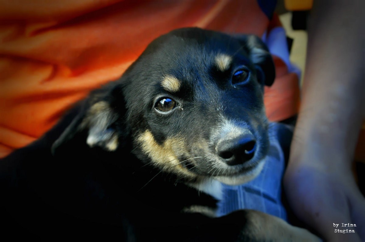 Пират - Ирина Стугина