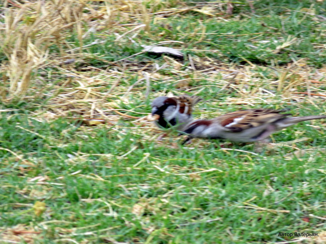 Воробьи. - Валерьян Запорожченко Воробьи. - Валерьян Запорожченко