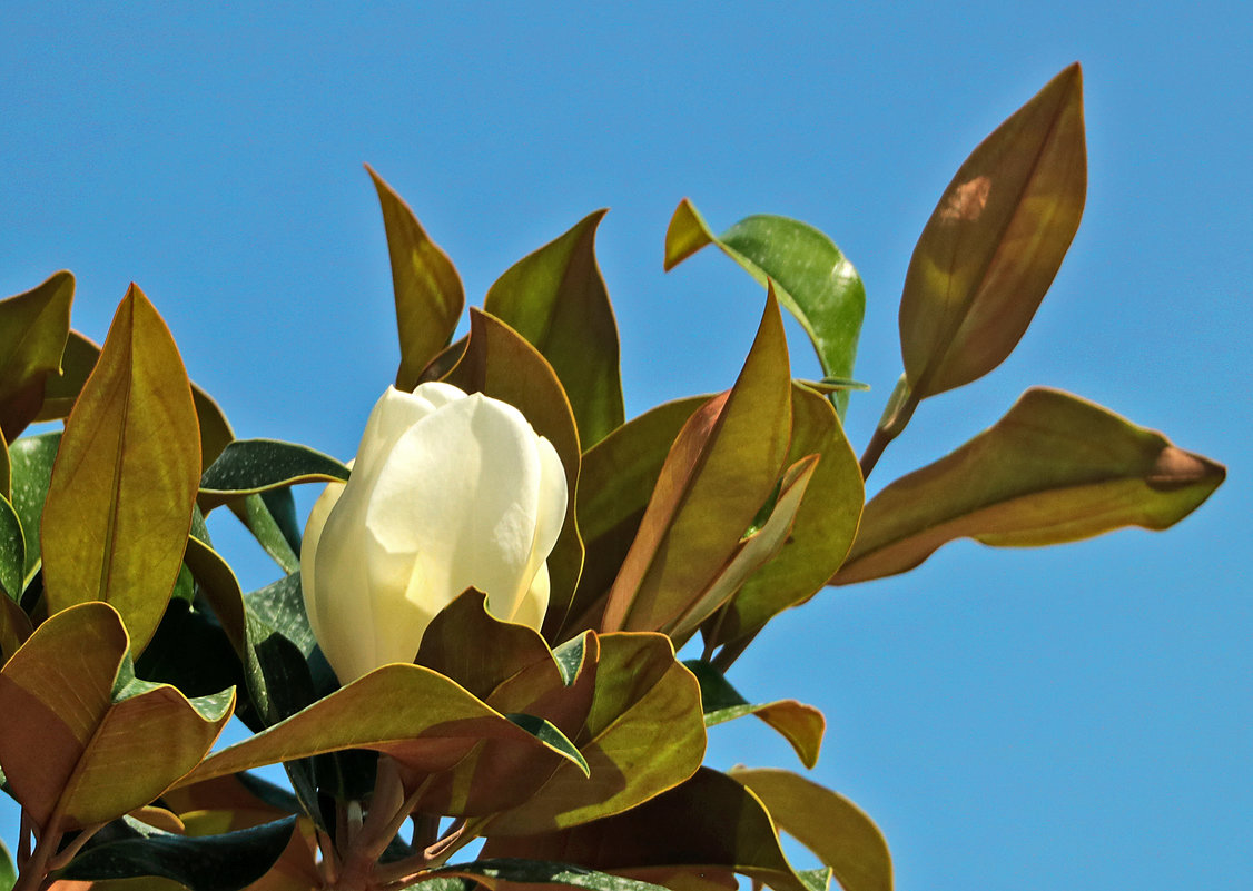 Магнолия - Светлана 