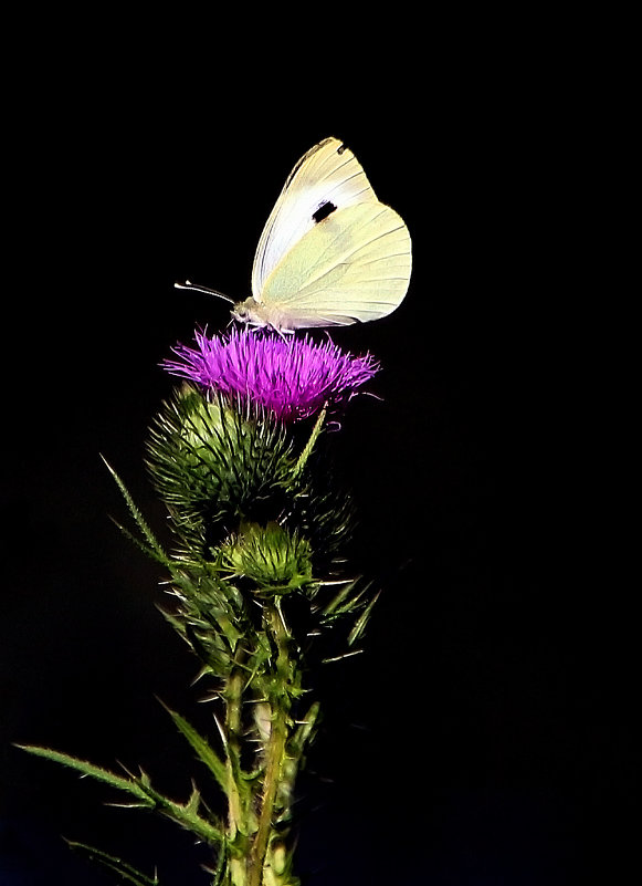 ***** - Alexander Andronik