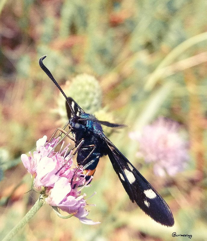 Лжепестрянка черноусая обедает Короставником полевым... Amata nigricornis eating Scabiosa atropurpur - Сергей Леонтьев