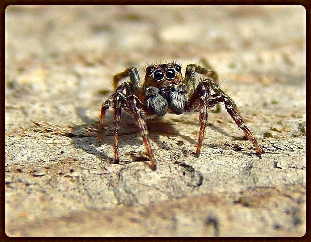 Фото на паспорт! ;) ... внимание: сейчас вылетит ... мошка! ;) - Елена (Elena Fly) Хайдукова