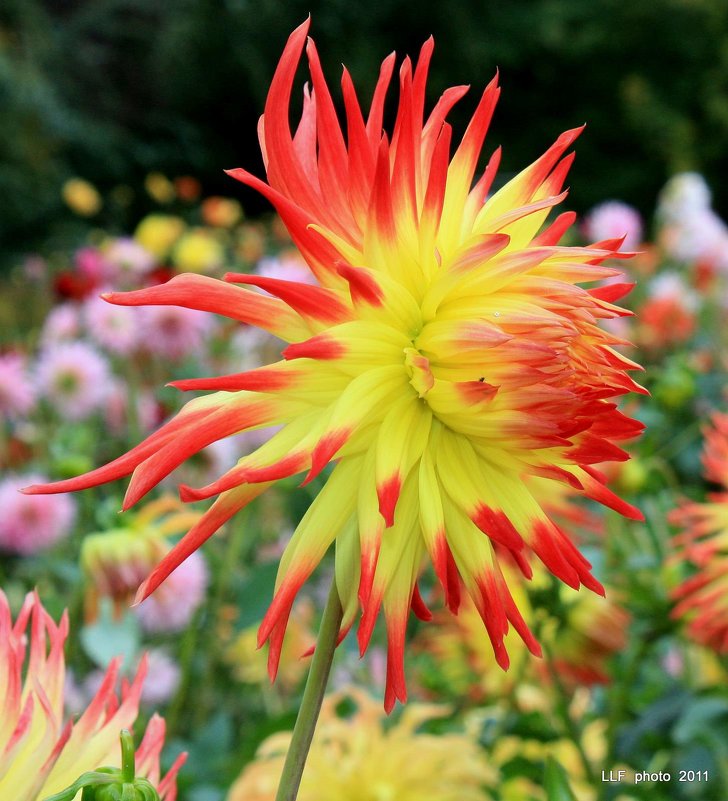 Георгин - Liudmila LLF