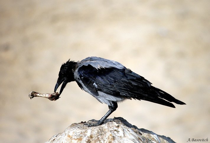 Что Бог послал - Аркадий Басович Что Бог послал - Аркадий Басович