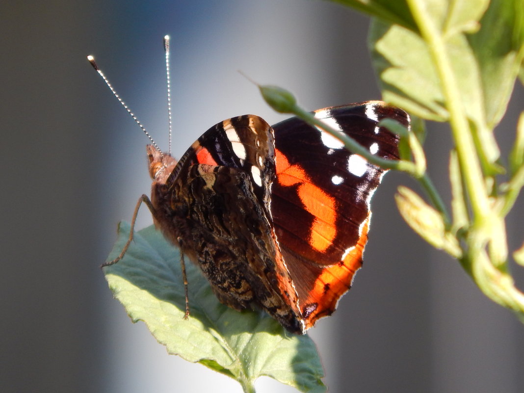 адмирал - Alisa Koteva адмирал - Alisa Koteva