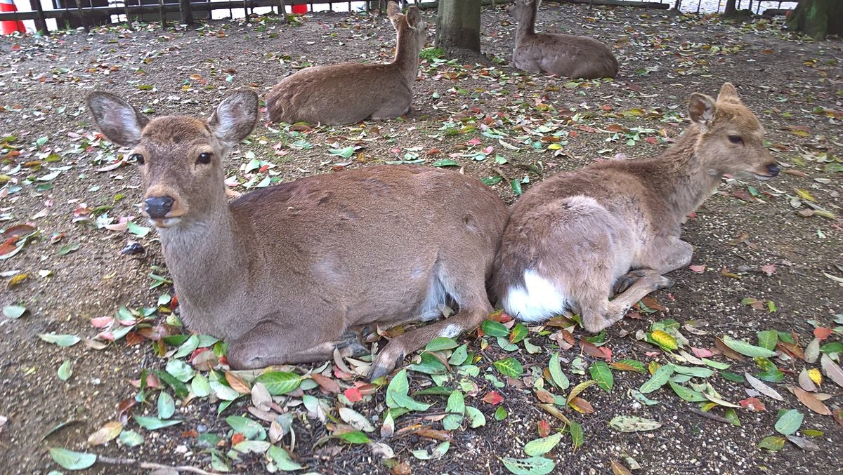 Нара парк оленей Япония - wea * Нара парк оленей Япония - wea *