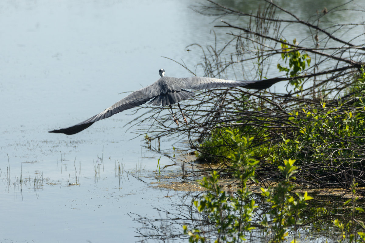 Размах крыльев - Татьяна Губина Размах крыльев - Татьяна Губина