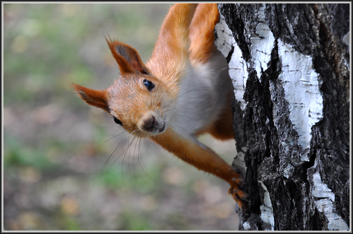 МОДЕЛЬ ВЫЗЫВАЛИ ??????????????? - ЛЮБОВЬ ВОЛГИНА МОДЕЛЬ ВЫЗЫВАЛИ ??????????????? - ЛЮБОВЬ ВОЛГИНА