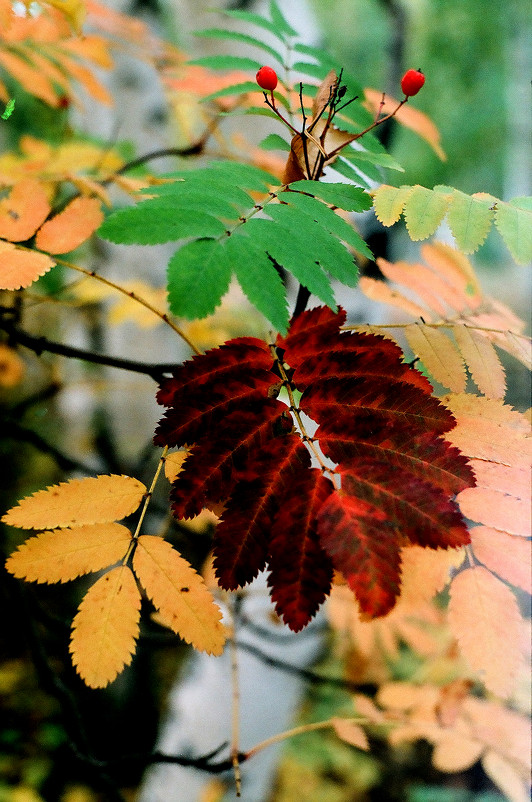 осень - елена юлашева осень - елена юлашева