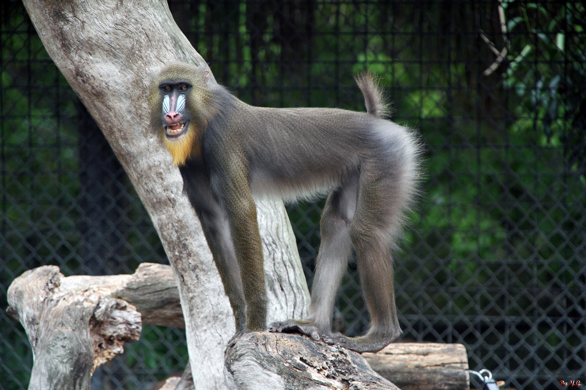 Привлекает - Яков Геллер