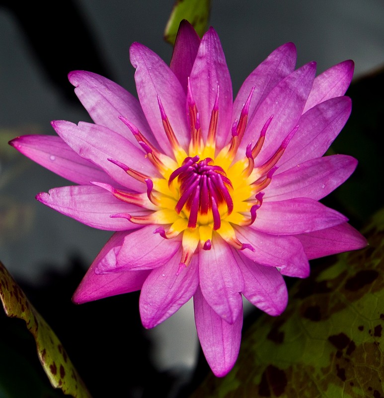 * - Alexander Antonov