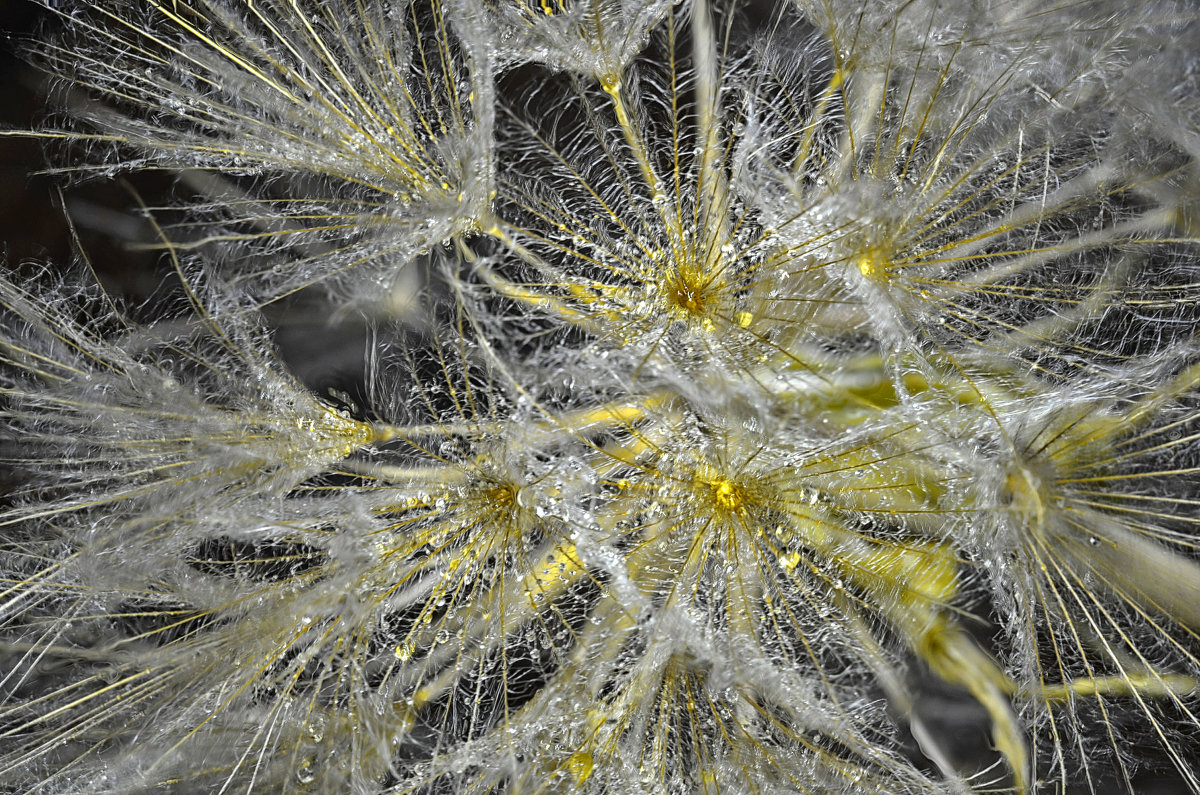 одуванчики в росе - Marina Timoveewa одуванчики в росе - Marina Timoveewa