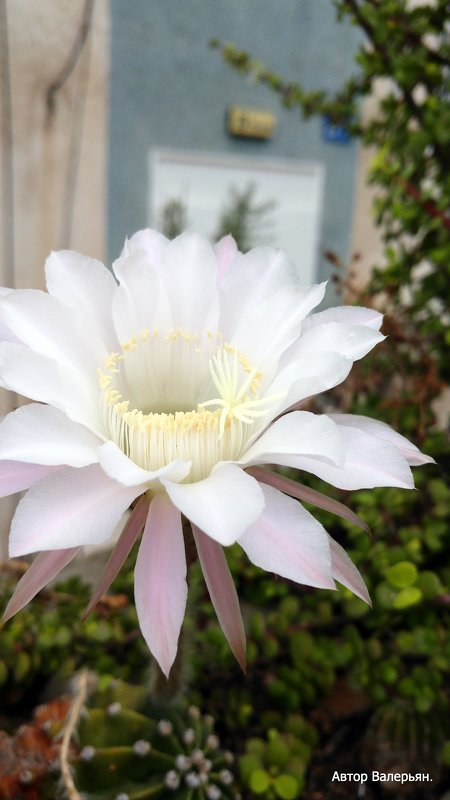 Цветок кактуса. - Валерьян Запорожченко Цветок кактуса. - Валерьян Запорожченко