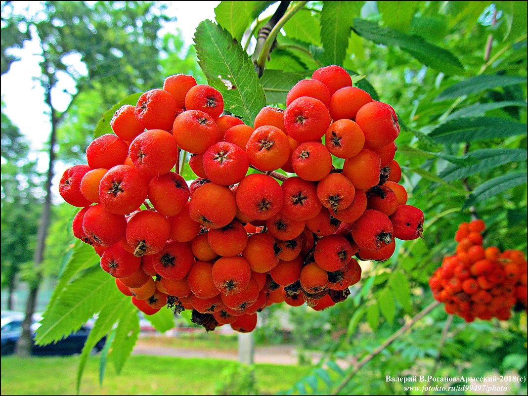 "СКОРО ОСЕНЬ - ЗА ОКНАМИ АВГУСТ... - Валерий Викторович РОГАНОВ-АРЫССКИЙ