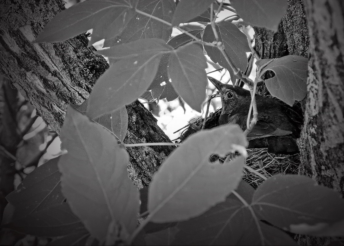 На гнезде! - Владимир Шошин