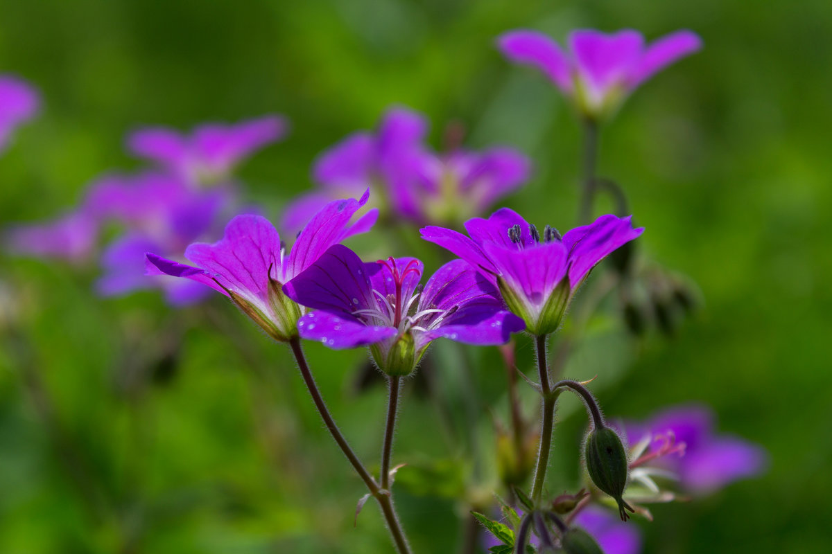 Geranium sylvaticum - Владимир Субботин