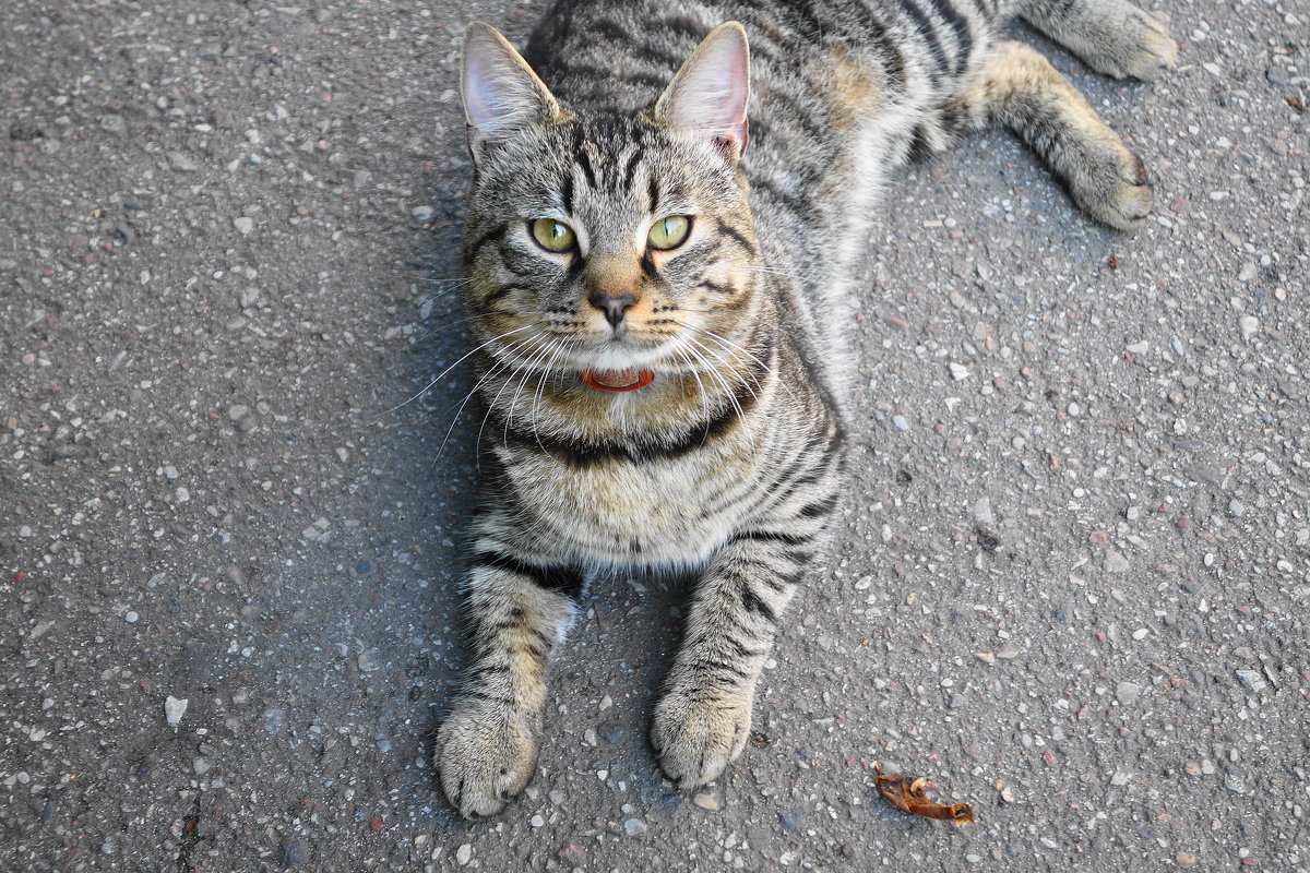 Котяра - Маргарита Батырева Котяра - Маргарита Батырева