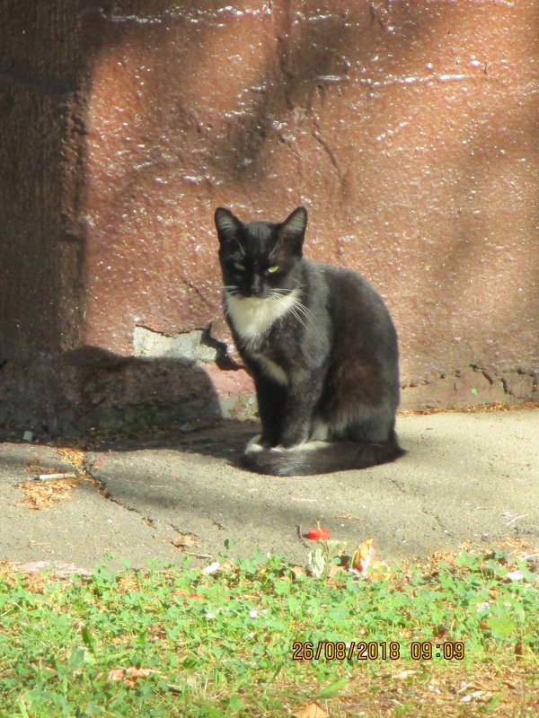 кот,который гуляет сам по себе.. - Зинаида 