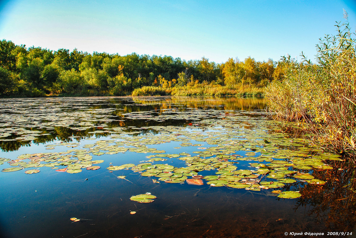 Природа Алтая.Саввушки. - Юрий Фёдоров Природа Алтая.Саввушки. - Юрий Фёдоров