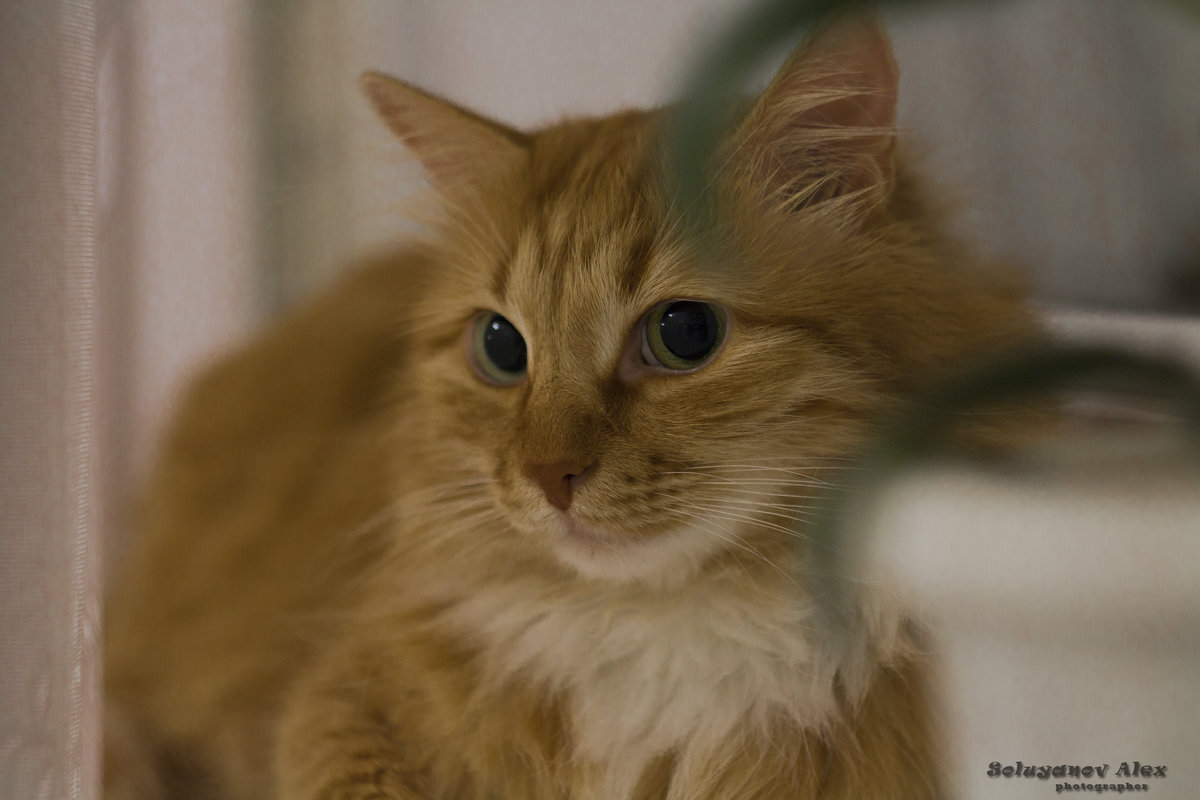 Тоха - Александр Солуянов