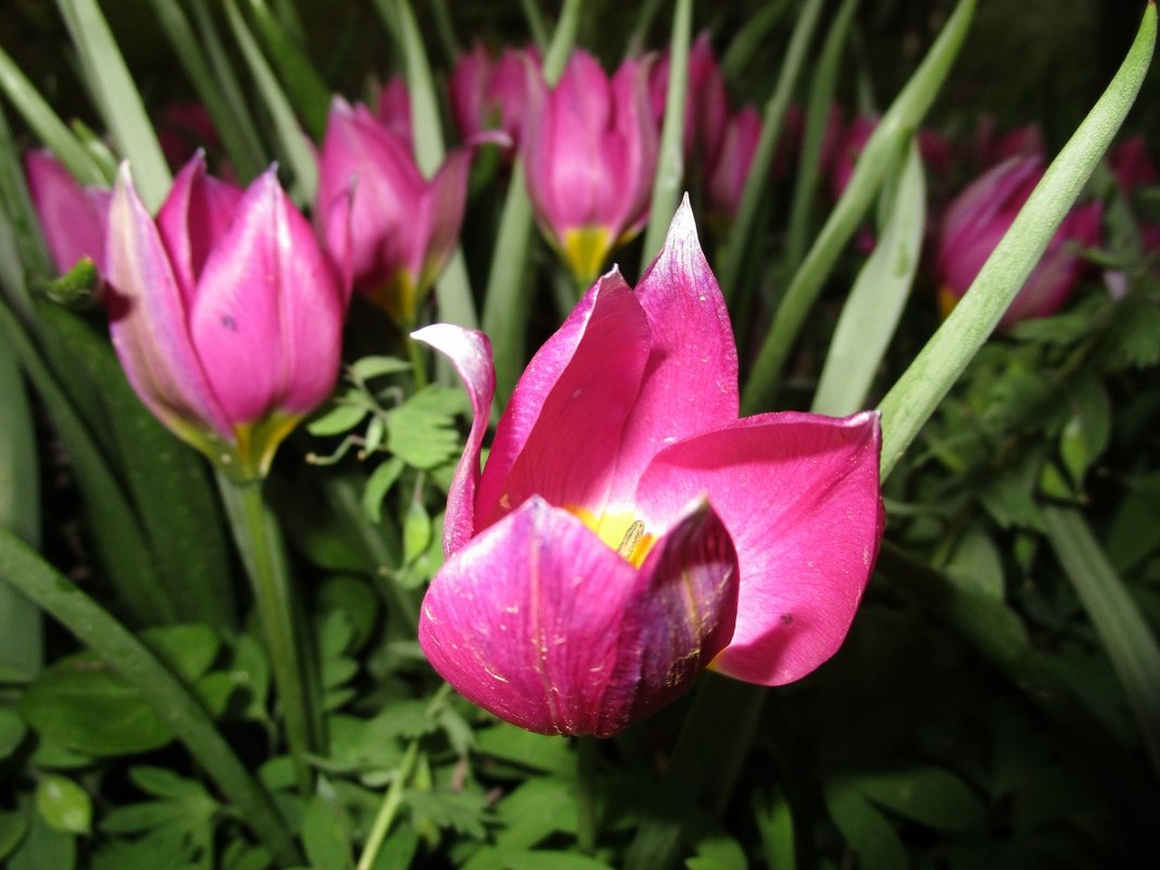 *** - Ирина *** - Ирина