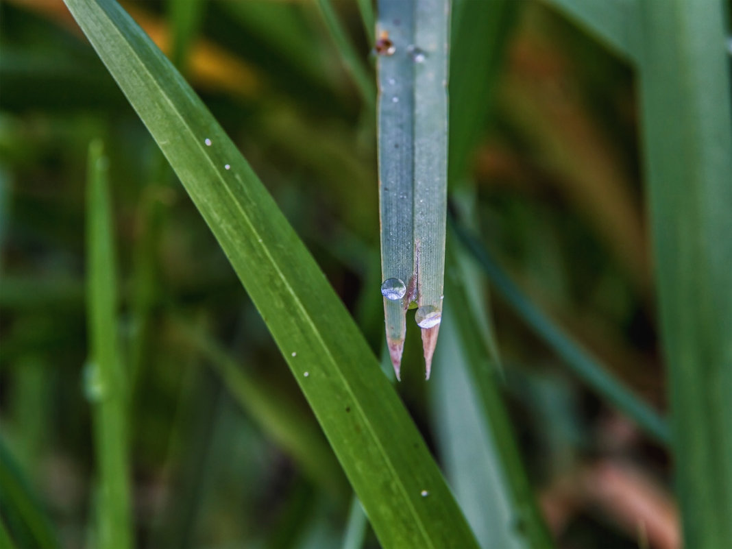 На кончике листа.. - Юрий Стародубцев На кончике листа.. - Юрий Стародубцев