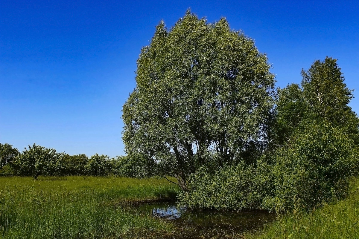 Дерево - Сергей 