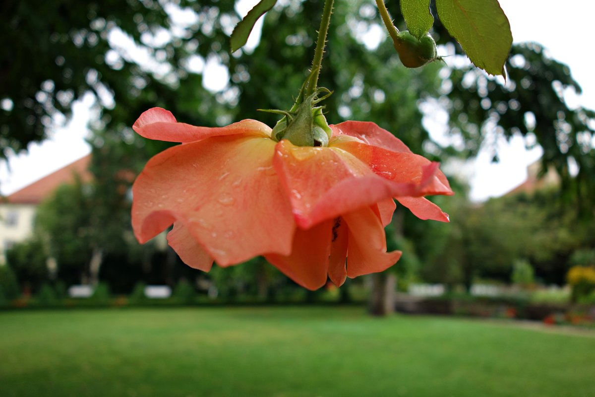 ... - Galina Dzubina