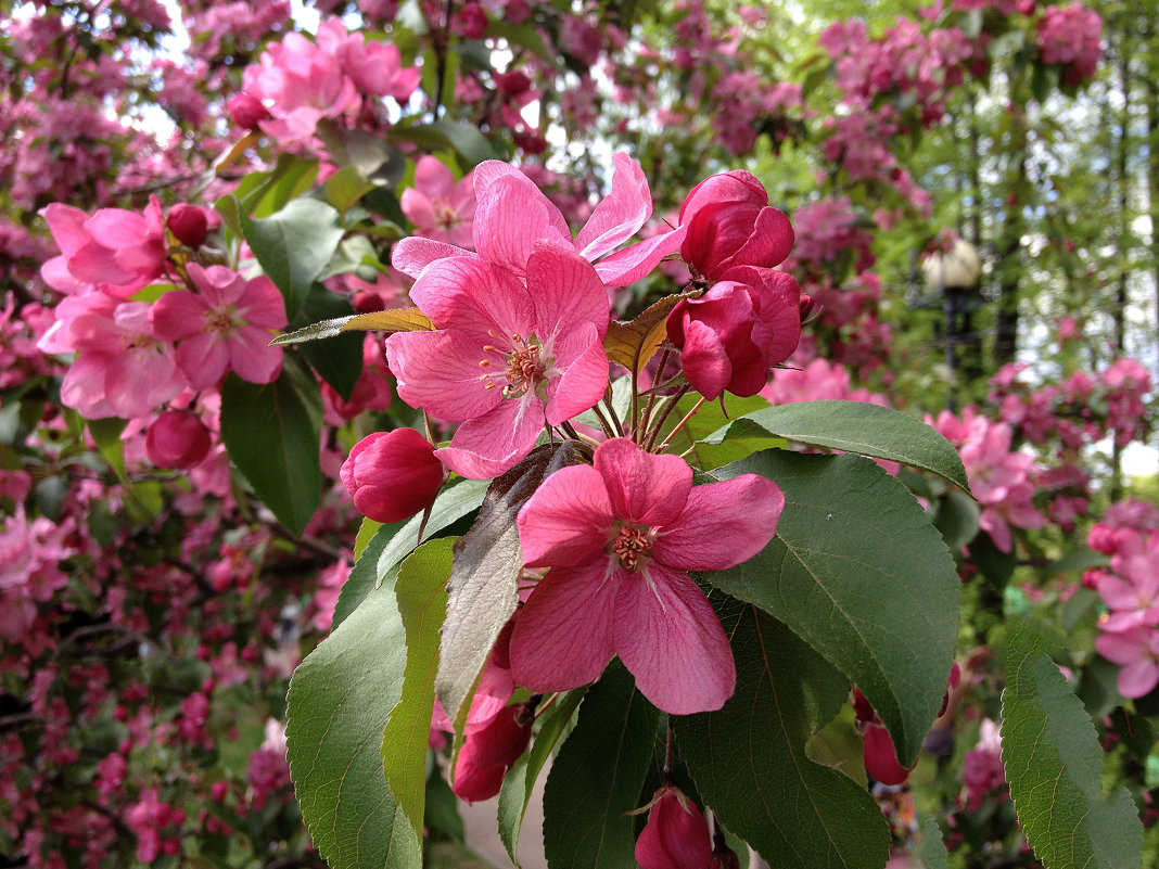 *** - Анатолий Цыганок *** - Анатолий Цыганок