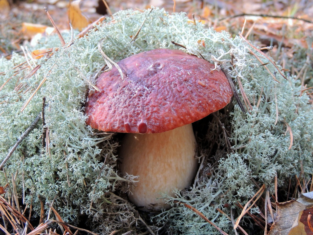 Спрятался - Светлана Медведева 
