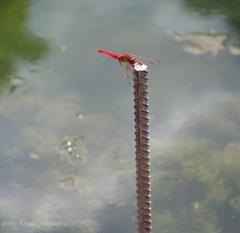 стрекоза - Yuliya Soloviova Соловьева