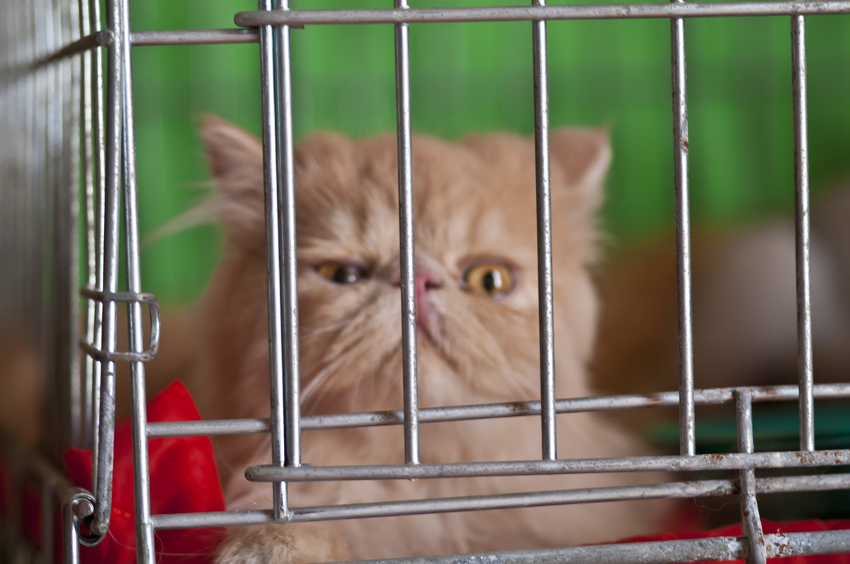 Решетка.... - Александр Земляной