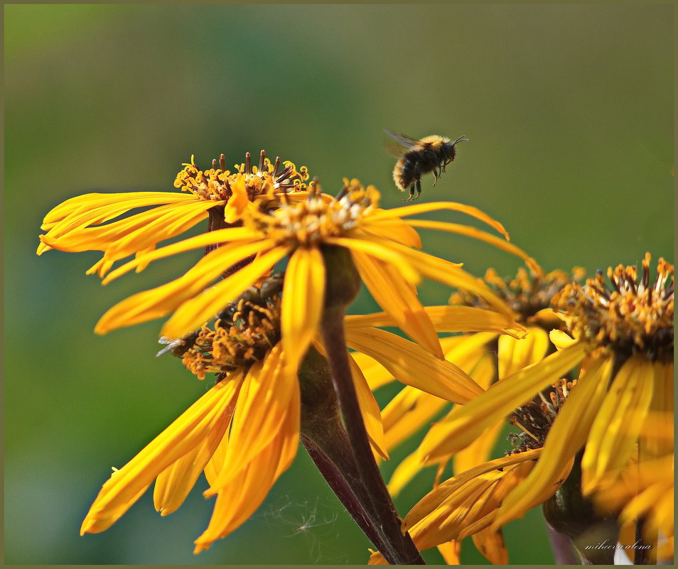 Спасибо этому дому, полетел к другому... :-) - Алёна Михеева Спасибо этому дому, полетел к другому... :-) - Алёна Михеева