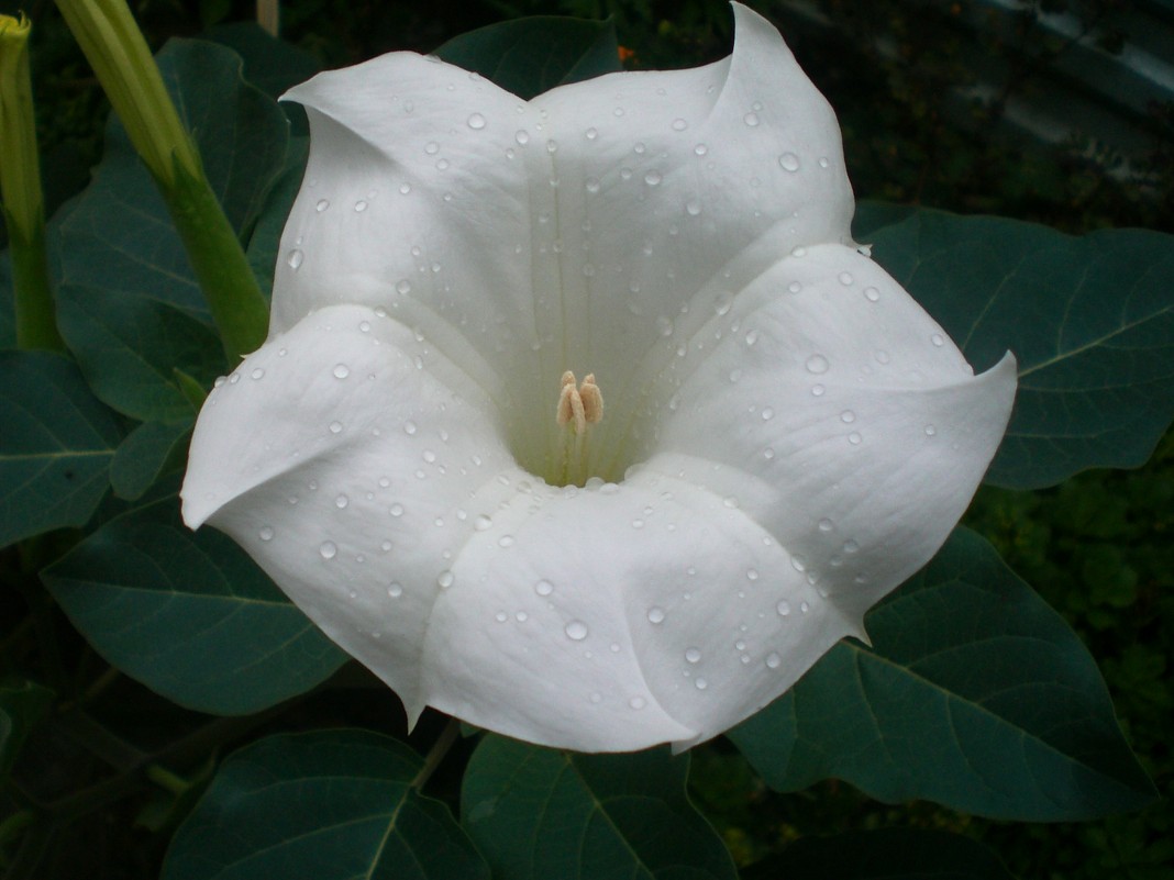 утро - Сурвилова луиза 