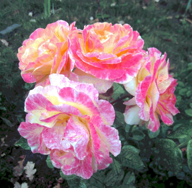 . - София . - София