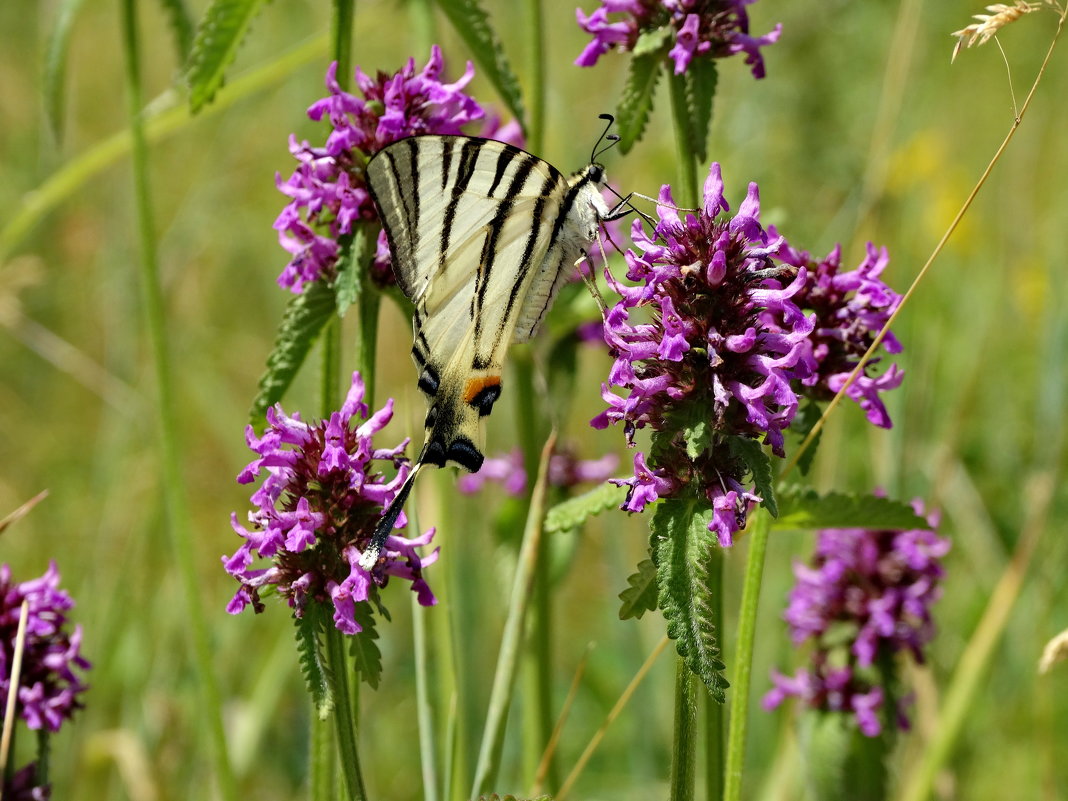 *Подалирий (лат. Iphiclides podalirius) - vodonos241 