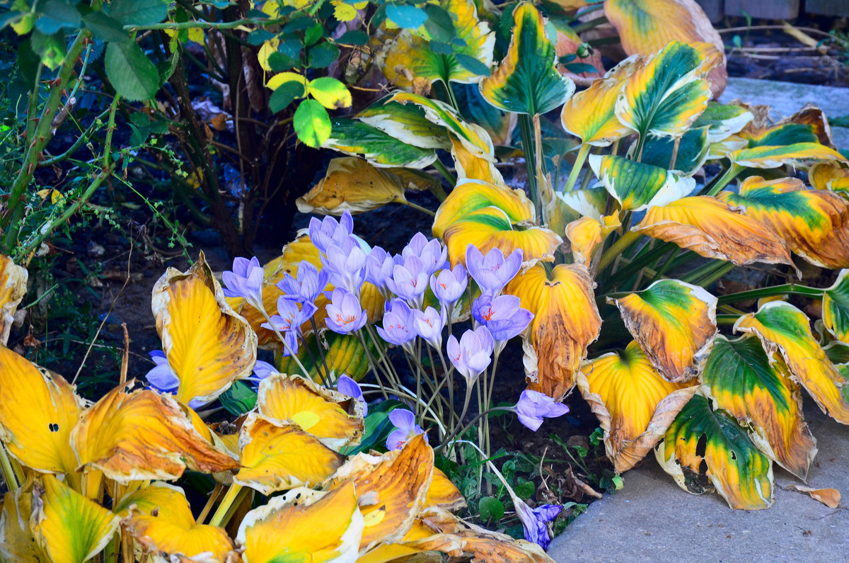 Безвременник - осенний крокус. - Михаил Болдырев 