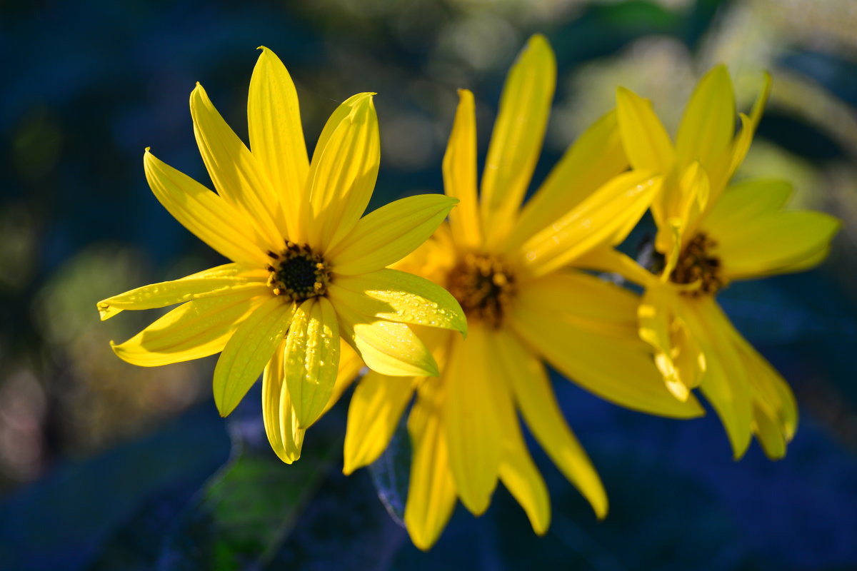 Осенние солнышки.... - Тамара Бедай 