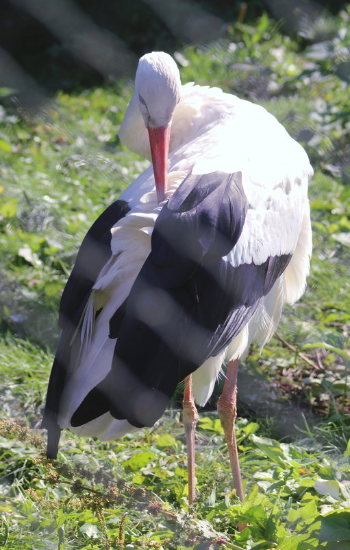 Привожу себя в порядок - Дмитрий Солоненко Привожу себя в порядок - Дмитрий Солоненко