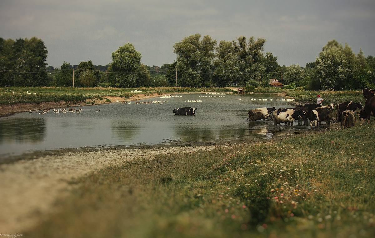 водопой - Taras Oreshnikov